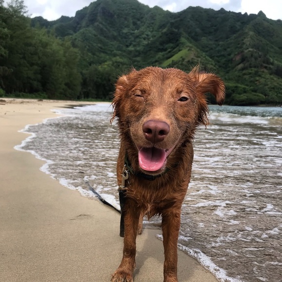 Meet your Posher, Kaua - Picture 6 of 8